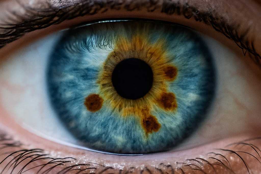 Detaillierte Aufnahme einer blauen Iris mit feinen Strukturmerkmalen für die Konstitutionsanalyse