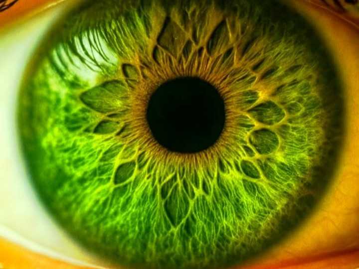 Nahaufnahme einer grünen Iris im Rahmen der Augendiagnostik in der Naturheilpraxis